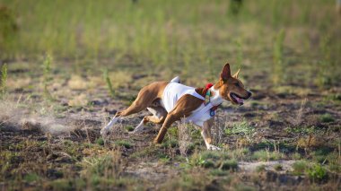 Akan. Sahada çalışan alçaklık köpek