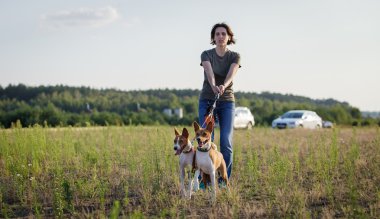 Eğitim akan. Başında iki alçaklık köpekler.