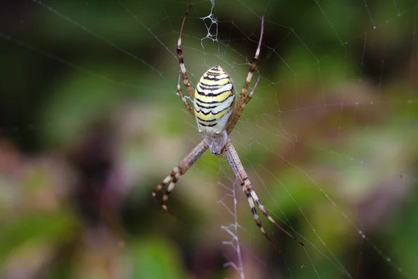 Araña en una tela de araña — Foto de Stock