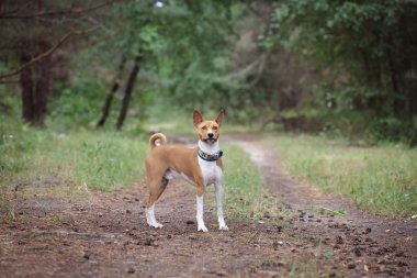 Alçaklık köpek ormanda yürür