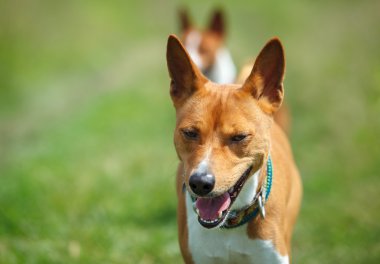 Alçaklık köpek bir parkta. Portre portre