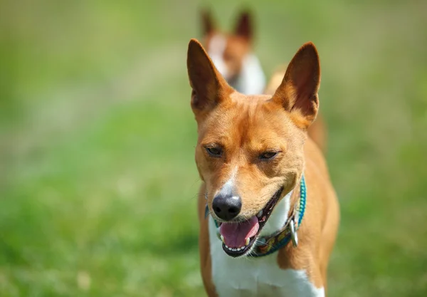 Basenji dog in a park. Closeup portrait — Stock Photo, Image