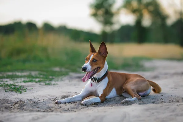 Basenji cane a piedi nel parco — Foto Stock