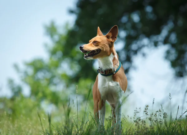 Alçaklık köpek bir parkta. Portre — Stok fotoğraf