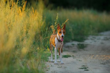 Alçaklık köpek parkta yürüyen