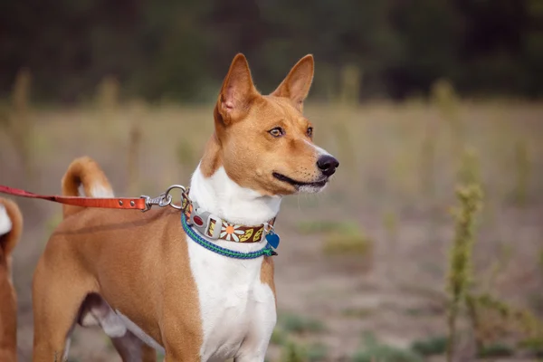 Portrait of Basenji dogs outdoors — Stock Photo, Image