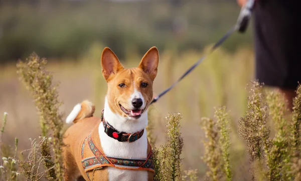 Portrait of Basenji dogs outdoors — Stock Photo, Image