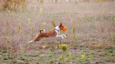Eğitim akan. Alçaklık köpek yarışına çalışacak