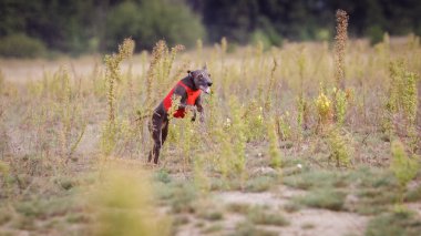 Eğitim akan. İtalyanca tazı köpeği