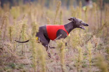 Eğitim akan. İtalyanca tazı köpeği