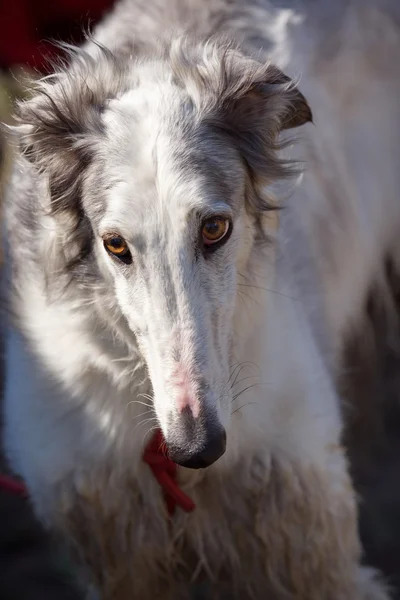 Dogs. Russian borzoi. —  Fotos de Stock