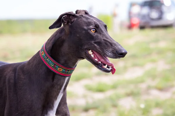 Galgo negro. Media cara —  Fotos de Stock