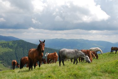 Karpat Dağları. Atlar