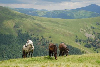 Karpat Dağları. Atlar