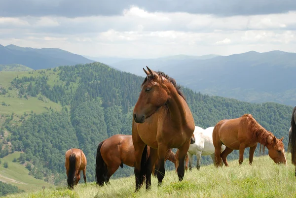 Carpathian Mountains. Horses Stock Picture