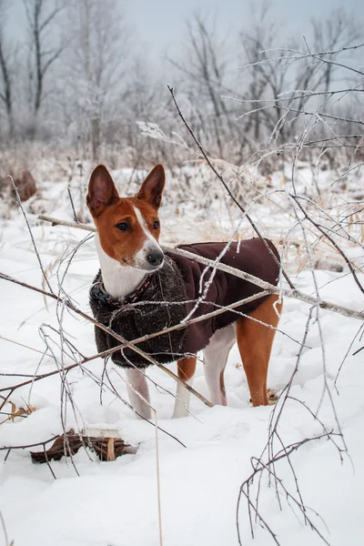 バセンジー。冬の森を歩く — ストック写真