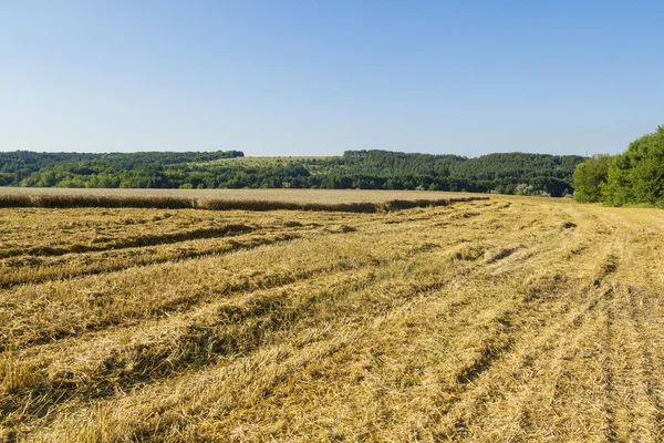 Campo de trigo que se inclina. cosecha — Foto de Stock