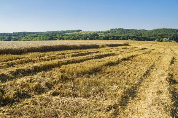 Campo de trigo que se inclina. cosecha — Foto de Stock