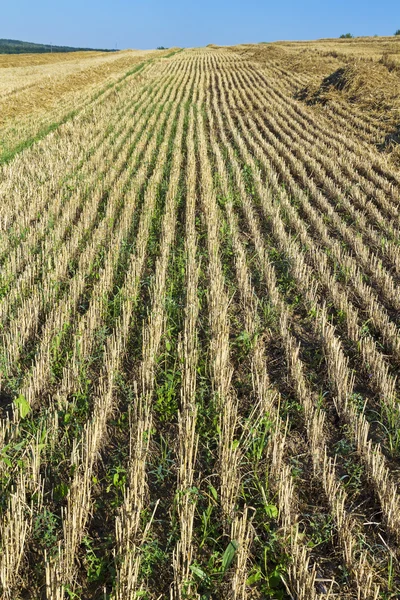 Campo de trigo que se inclina. cosecha — Foto de Stock