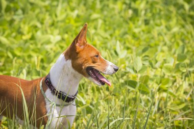 Alçaklık köpek soya sahada.