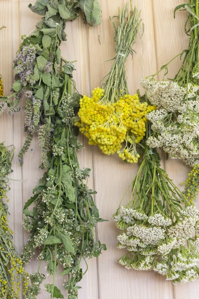 Herbs dried in bunches. On a wooden wall