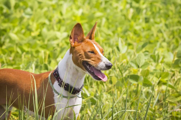 Basenji dog on the soybean field. — Stock Photo, Image