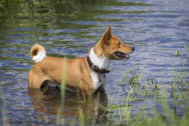 Alçaklık köpek ayakta su