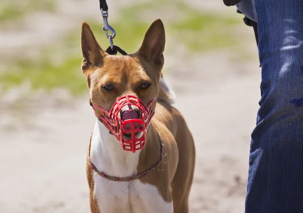 Perros Basenji en un bozal para el procedimiento. —  Fotos de Stock