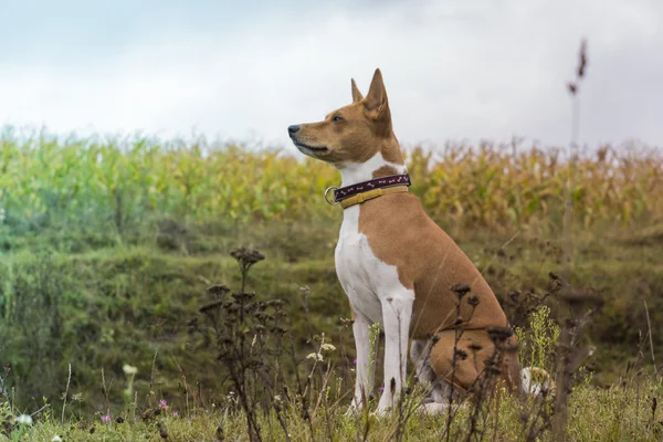 Basenji dog sits amid fields of corn. — Stock Photo, Image