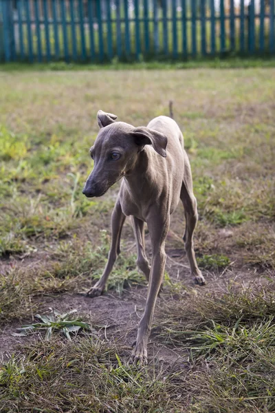 Собака левретка, играя на лужайке. Цвет Серебряный Пальто — стоковое фото