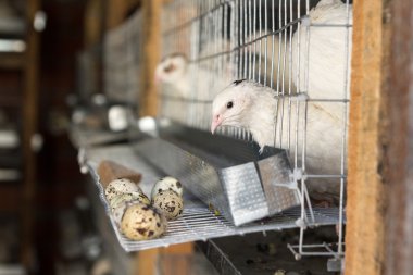 Çiftlik. Bıldırcın hücreleri. Besleyiciler