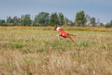 Coursing. Basenji dog in a red t-shirt running across the field.