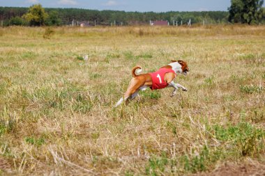 Coursing. Basenji dog in a red t-shirt running across the field.