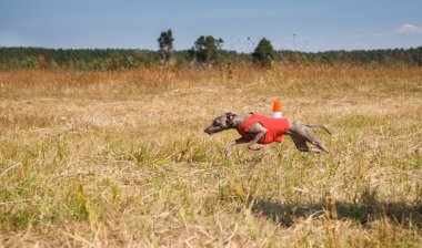 Akan. Tarlada çalışan İtalyan tazı köpeği. Kırmızı sh