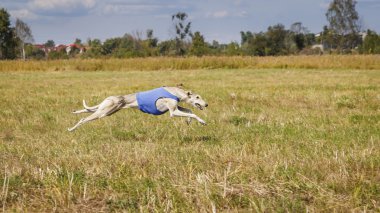 Akan. Tazı köpeği Horta sahada çalışıyor. Mavi gömlek
