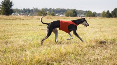 Akan. Tazı köpeği Horta sahada çalışıyor. Kırmızı gömlek