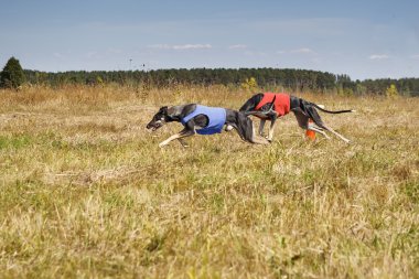 Akan. Köpekler Horta tazı koşu parkuru. Bitkisel gözenek. Kırmızı