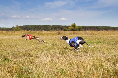 Akan. Köpekleri olan koşu parkuru. Bitkisel gözenek. Kırmızı ve mavi