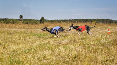 Akan. Köpekler Horta tazı koşu parkuru. Bitkisel gözenek. Kırmızı