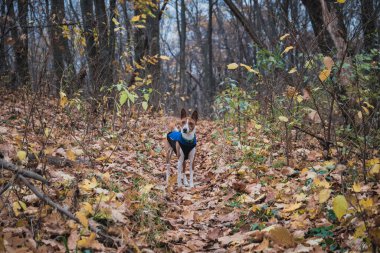 Basenji köpeği bir sonbahar günü bir orman parkında yürür. Yoldaki ağaçlar ve kuru dallar