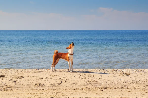 Basenji dog on the seashore. Sunny day. Sand beach — Stock Photo, Image