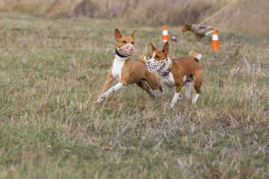 Akan. Alçaklık köpek sonra yem çalıştırın. Çimenli alan. Sonbahar