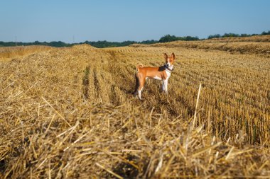 Eğimli üzerinde alçaklık köpek buğday alan