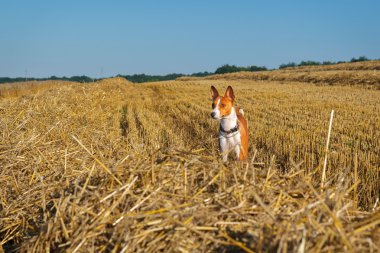 Eğimli üzerinde alçaklık köpek buğday alan