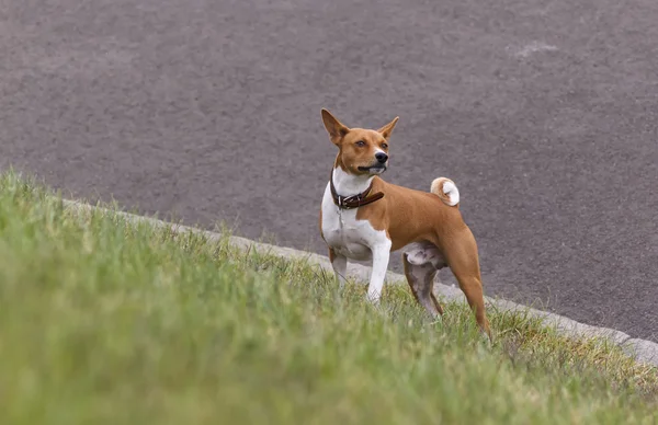 Yeşil çimenlerin üzerinde alçaklık köpek. Dikkatli bir şekilde burnunu çekmek — Stok fotoğraf