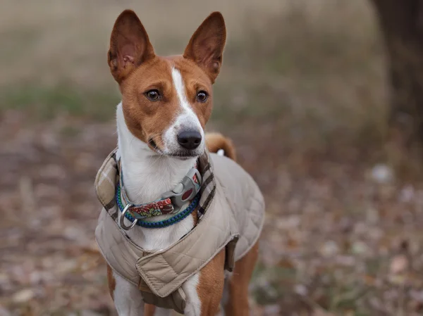 Portrait of a Basenji dog in winter clothes — Stock Photo, Image