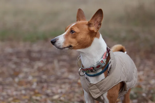 Portrait of a Basenji dog in winter clothes — Stock Photo, Image