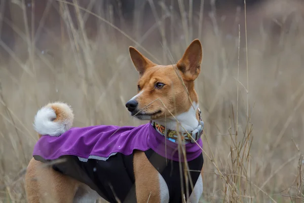 Retrato de un perro Basenji en ropa —  Fotos de Stock