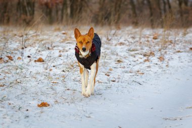 Alçaklık köpek alanına yürüyor. Kış kar t üzerinde bir sürü değildir