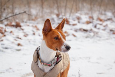 Alçaklık köpek alanına yürüyor. Kış kar t üzerinde bir sürü değildir